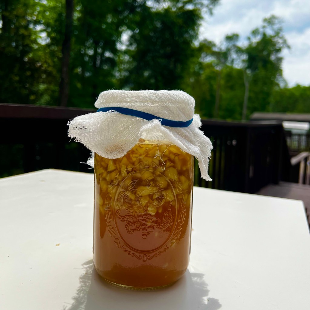 Bichito de jengibre o Madre de&nbsp;Jengibre